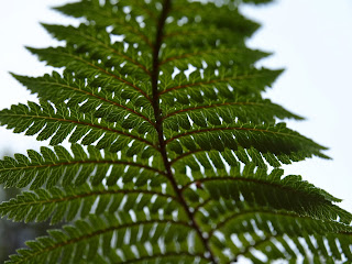 dem mutigen gehört die welt Der Silberfarn die Nationalpflanze