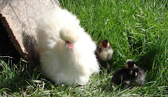 Snowball with her day-old Turken chicks