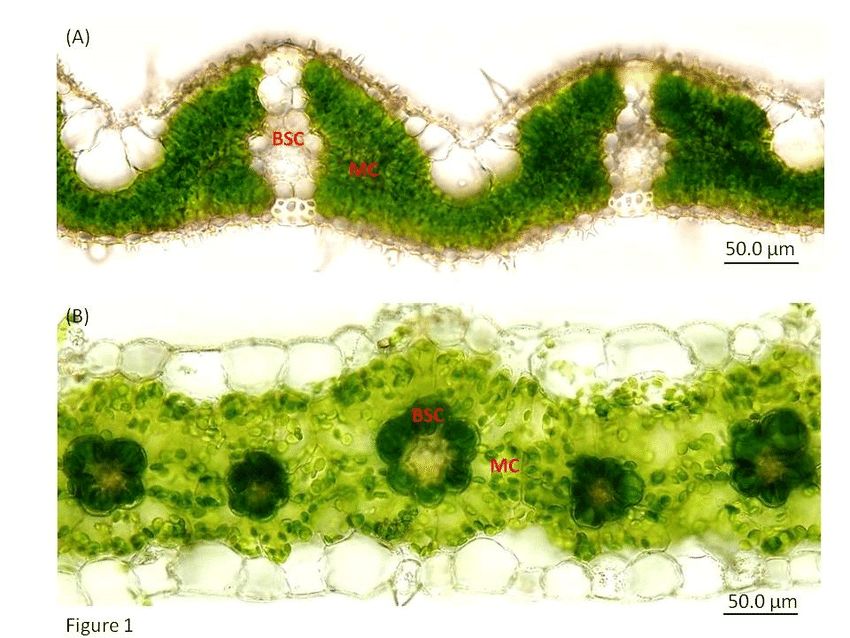 C3 And C4 Plant Leaf Anatomy