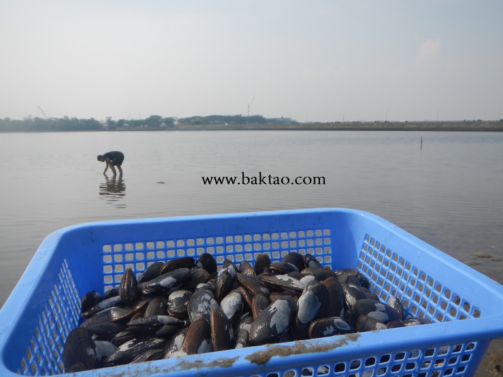 Digging for Shellfish (Clams, mussels, oysters) Guide