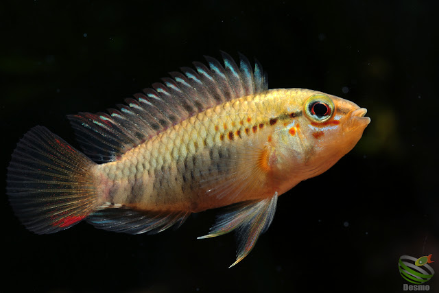 Apistogramma sp. manacacias