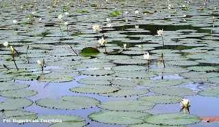 Water lilies on the Izabal lake, Guatemala