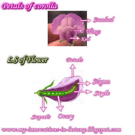 Botany-mother of life: Papilionaceae