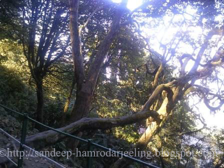 trees Darjeeling