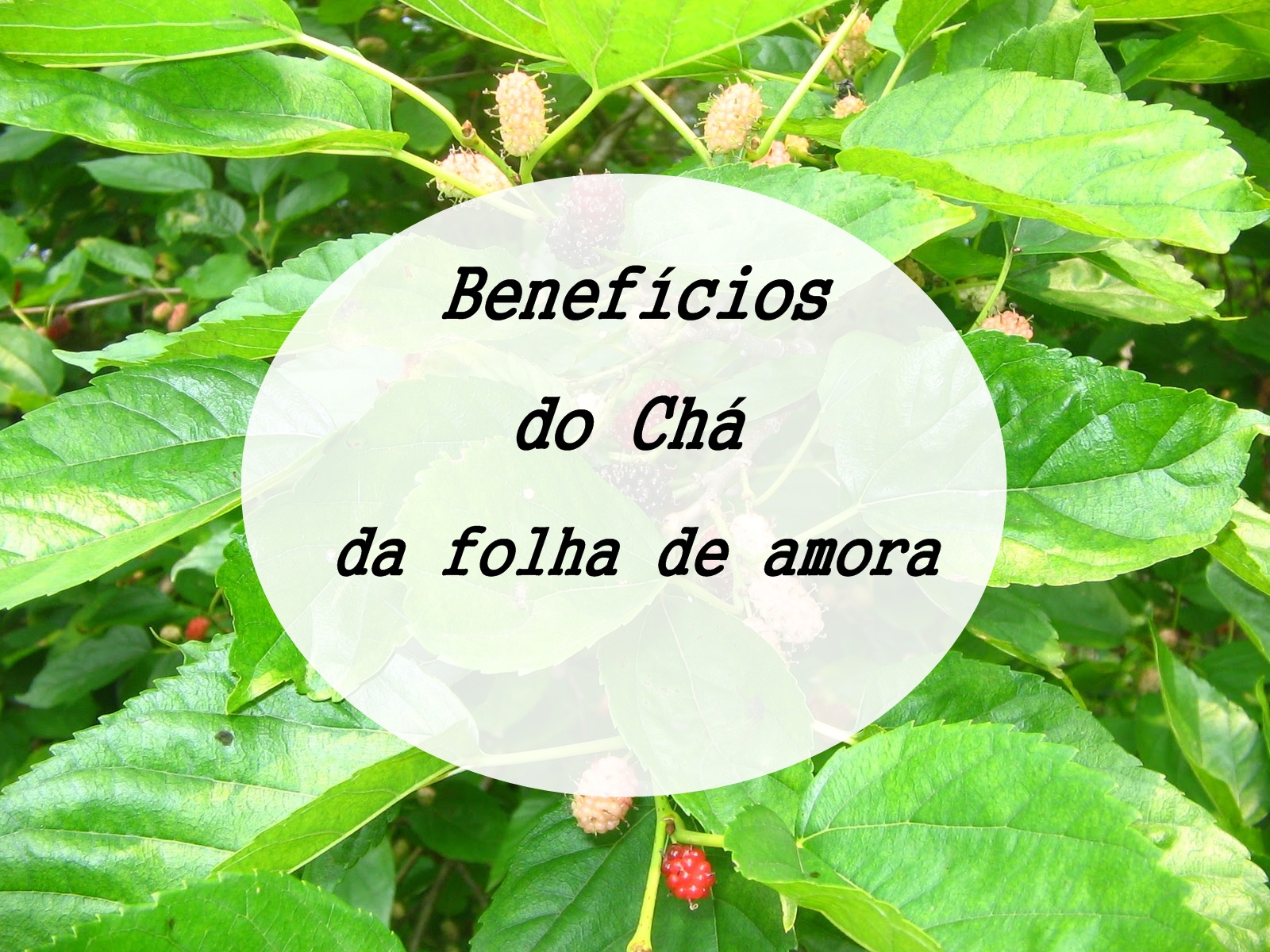 Conta aí PRI: Benefícios do chá da folha de amora