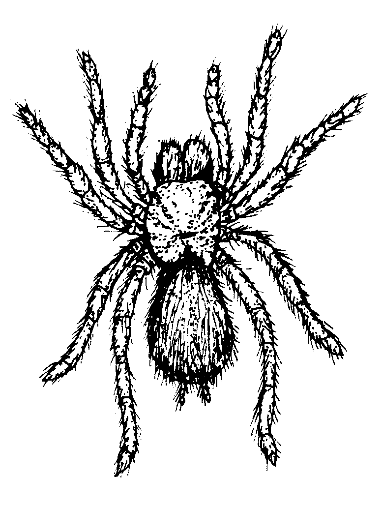 Spider Drawing :: Kindergarten Worksheet Guide