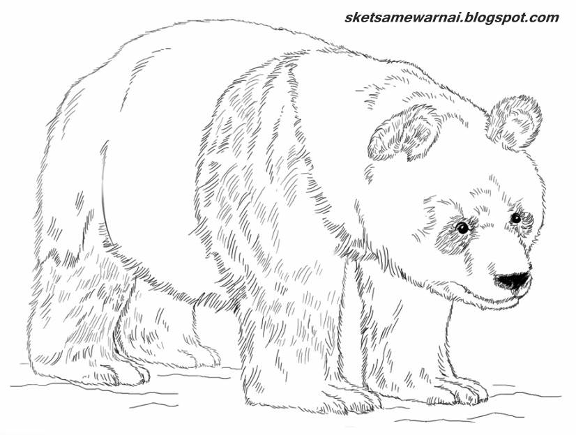 gambar mewarnai hewan panda