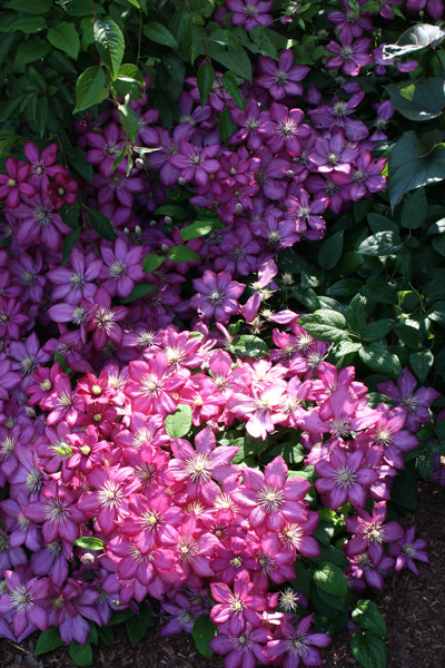 Ground cover clematis prank