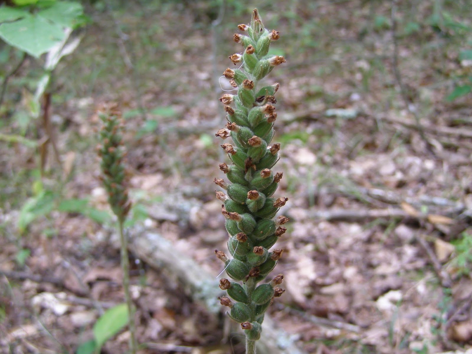 Blue Jay Barrens Rattlesnake Plantain Seed Heads