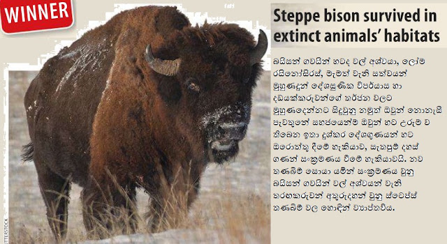 bison.jpg