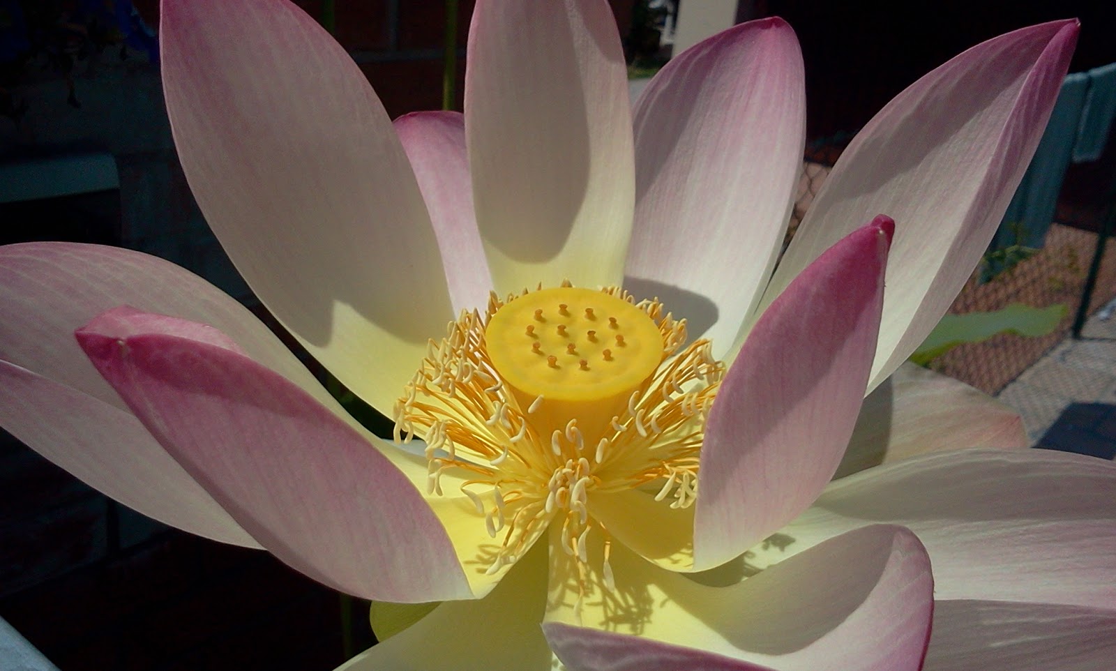 Semi Di Fiore Di Loto Viola Premium, Coltiva Splendide Fioriture - Foto 5