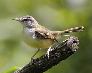 Suara Burung Ciblek Ngebren Buat Masteran Mp3 Suara Burung Ciblek Ngebren Buat Masteran Mp3