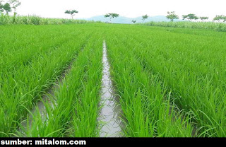 jajar legowo untuk sistem penanaman padi
