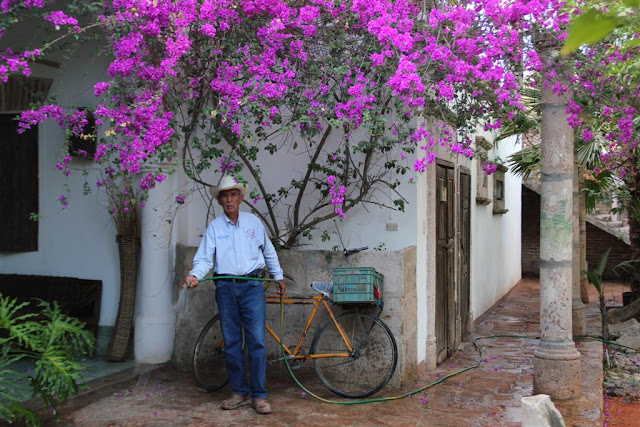 How to grow bougainvillea