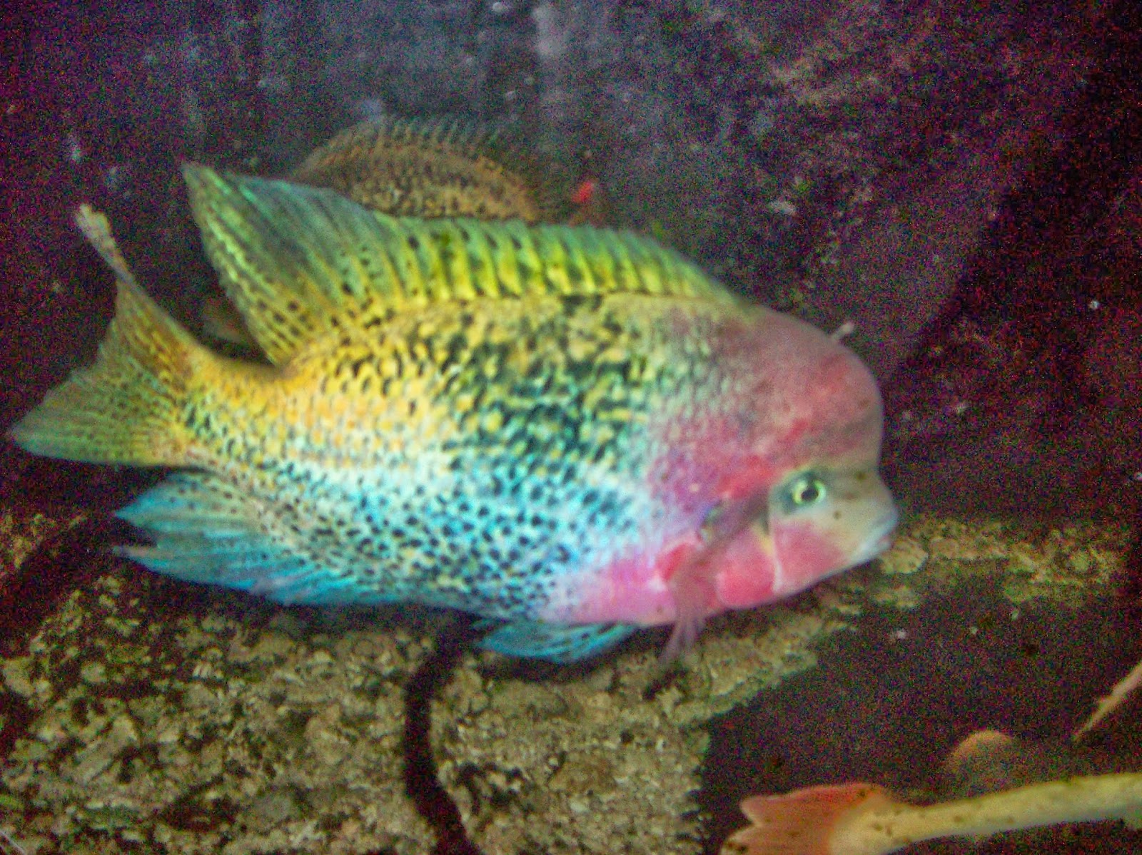 fish share: GAMBAR IKAN HIAS AIR TAWAR 1