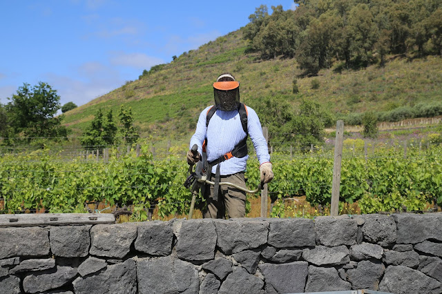  Etna wines, Benante winery, Sicily,