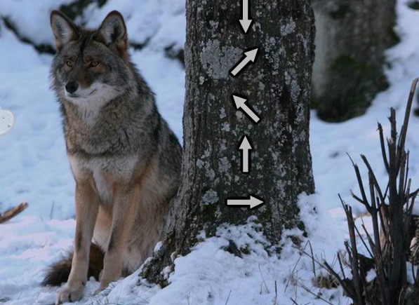 WowEscape Wolf Forest Escape Walkthrough