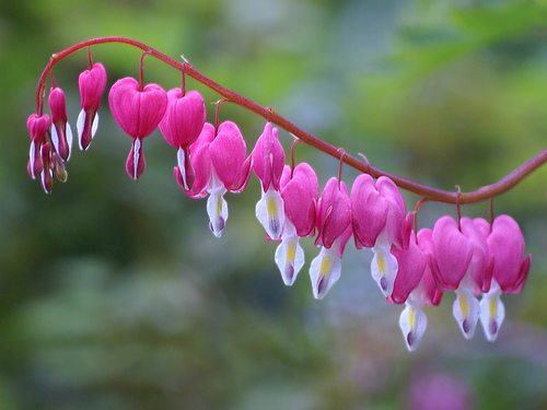 Resultado de imagem para imagens de flores lindas