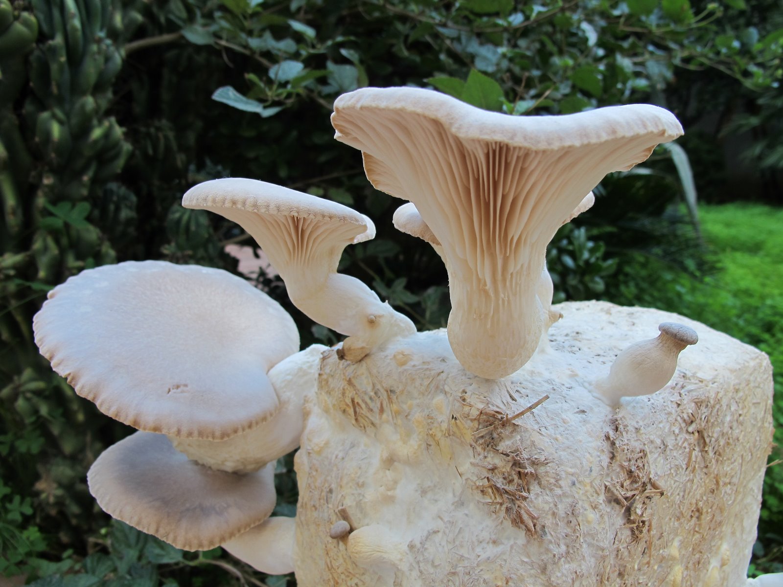 a FUNGHI nel SALENTO e... anche altrove Pleurotus eryngii (DC.) Gillet