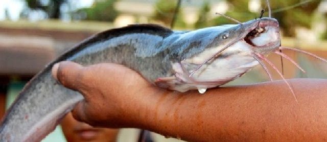 Umpan Ikan Lele Babon Paling Jitu dan Mujarob