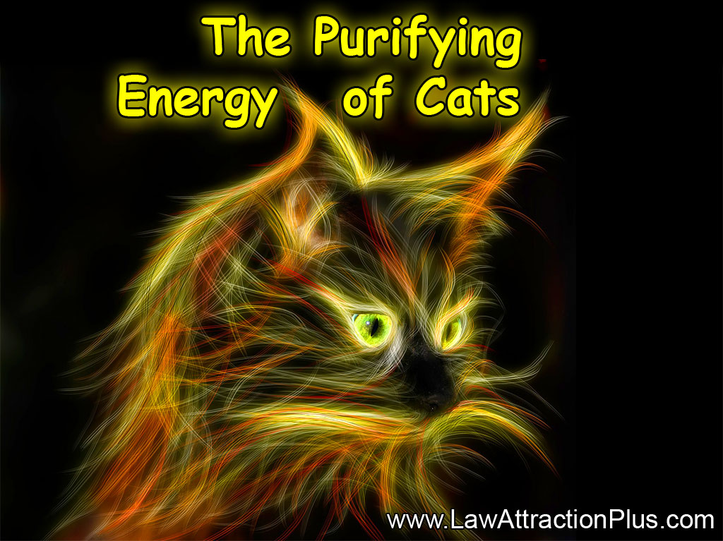 The Purifying Energy of Cats Law of Attraction Plus The Secret revealed!