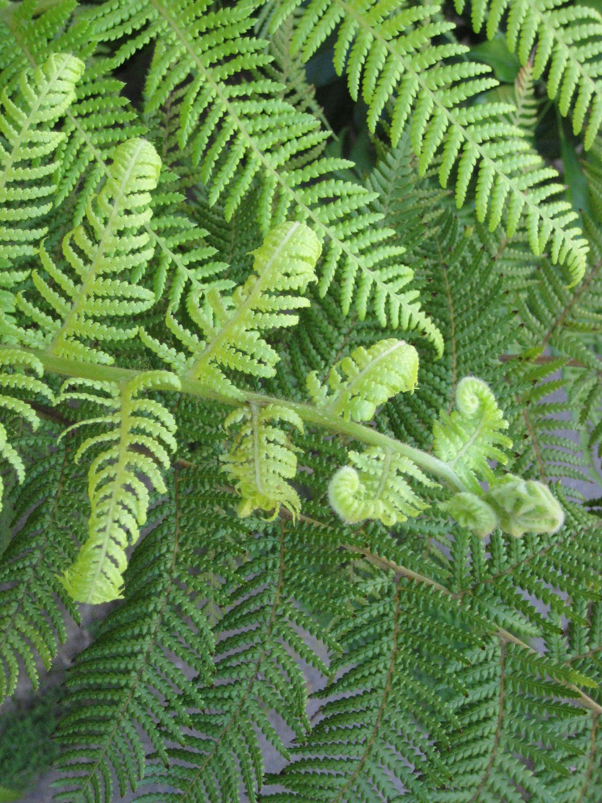AP Biology Plant Project Male Fern, Dryopteris fillixmas