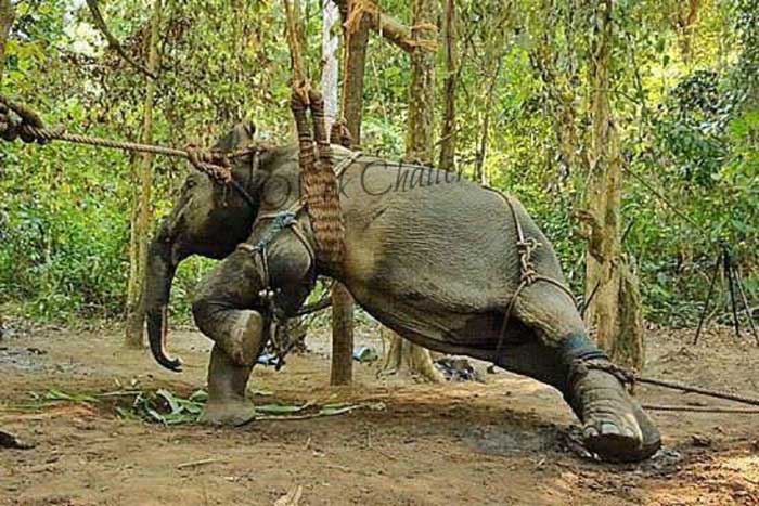 elephant-training-01.jpg