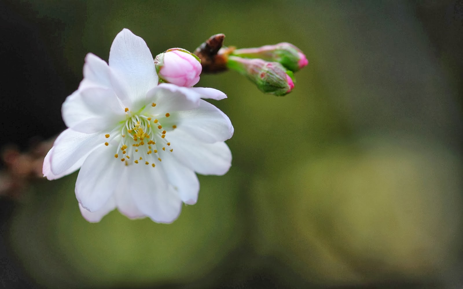 Funny Pictures Gallery: nature photography pictures