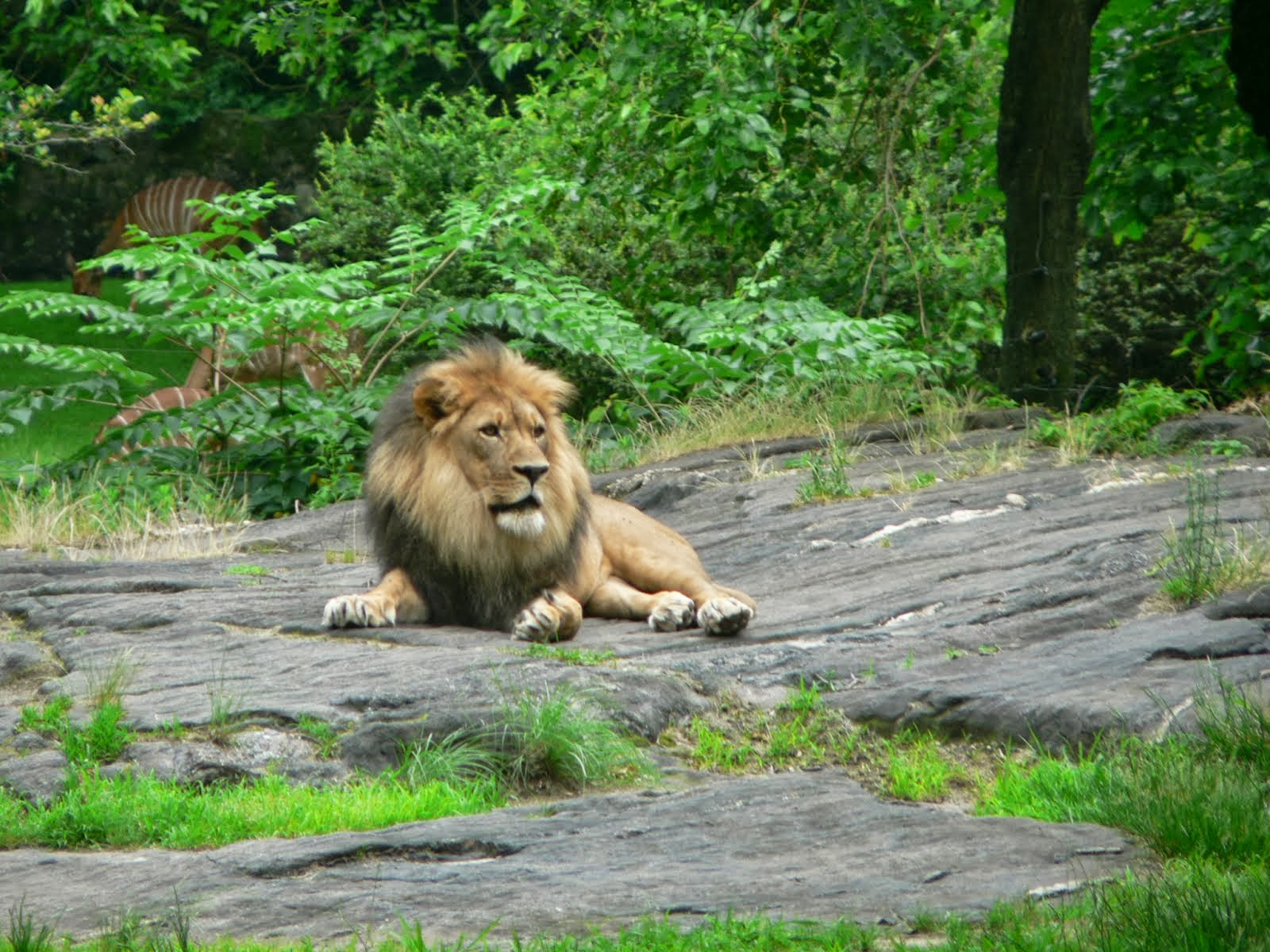 King of the Bronx Zoo