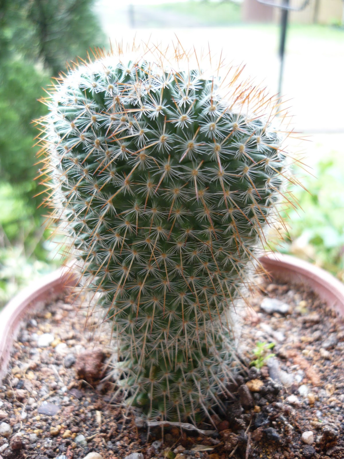 My Own Cactus & Succulent kinds of ornamental plants