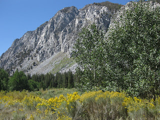 Yellow rabbitbrush in bloom, aspen and evergreen trees, rugged granite peaks along Upper Rock Creek Road in the Eastern Sierras.