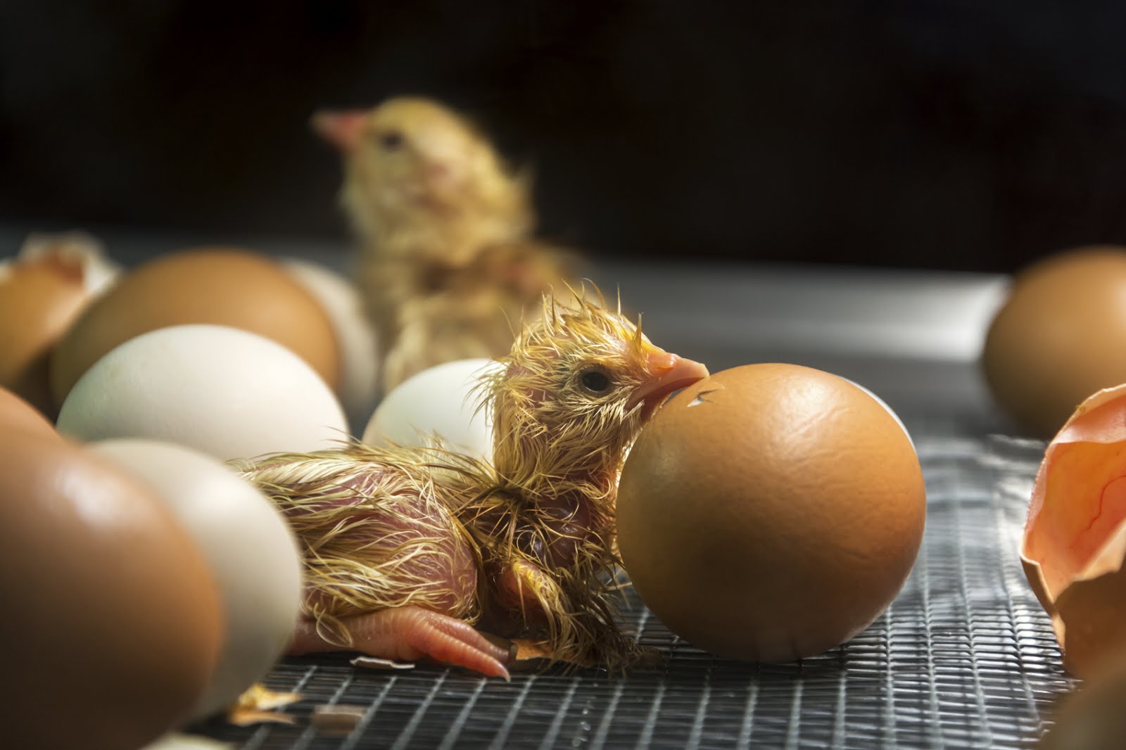 Hatching eggs. Цыпленок вылупляется. Цыпленок вылупляется из яйца. Цыпленок вылупился. Курица с яйцами.