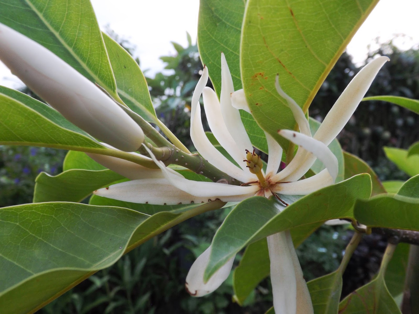 White Magnolia Tree Stock Photos White Magnolia Tree Stock