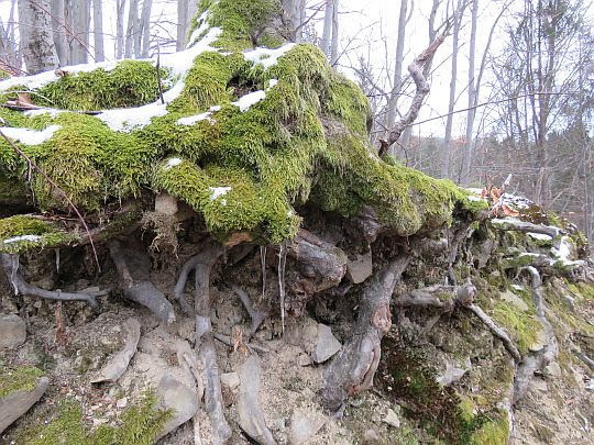 Korzenie.