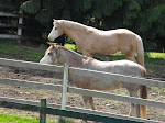 "The Girls" aka "The pasture ornaments" Our two Paint Mares