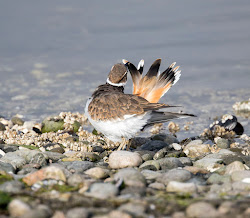 pewit killdeers blogthis email killdeer