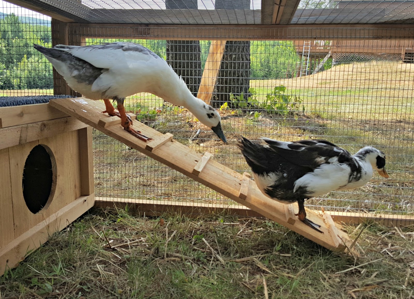 Introducing the Urban Coop Company Round Top Duck House Fresh Eggs