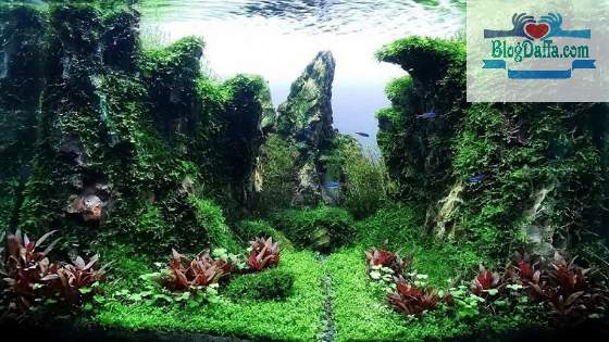 Tema Natural (Japanese Style) Tema aquascape Natural (Japanese Style)