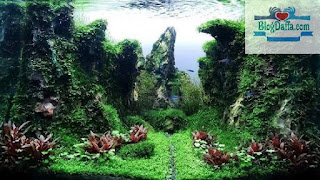 Apa itu Aquascape Apa itu Aquascape