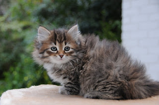 Snowgum Siberian Cats and Kittens: July 2012