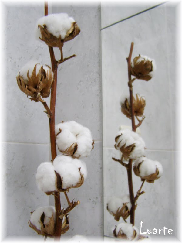 Ideias debaixo do telhado: Flor de algodão