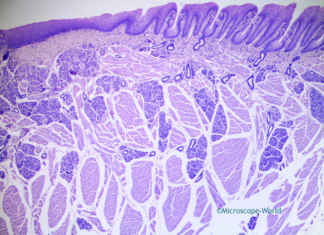 Microscopy image of taste buds captured at 40x using a digital student microscope.