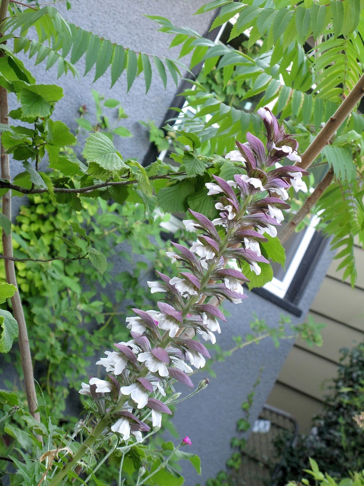 somerville kitchen The Picnics Spanish Picnic