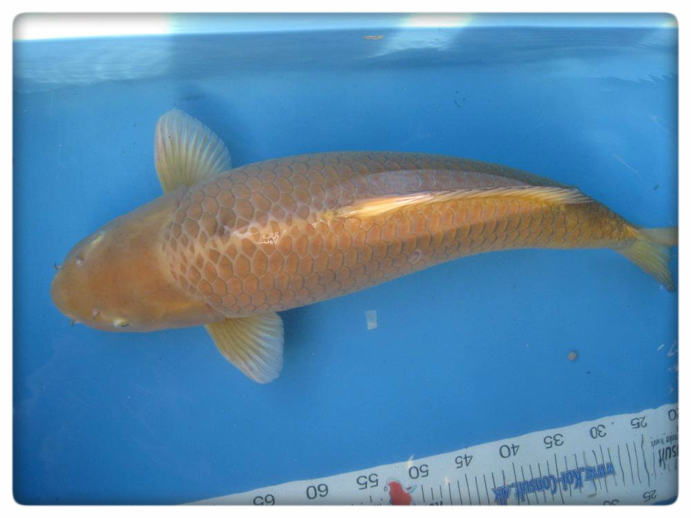 chagoi-koi-fish.jpg