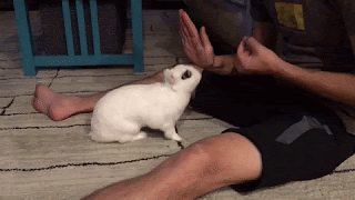 bunnies being trained