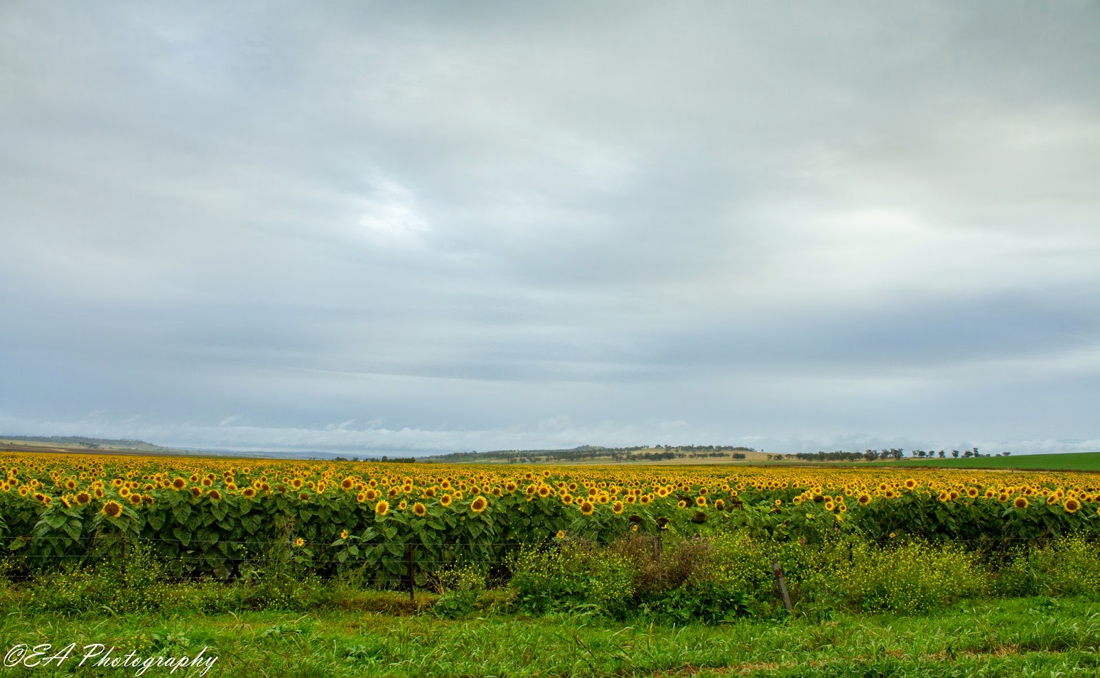 The Greatest of These is LOVE Sunflower Fields near Warwick, QLD