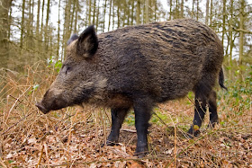 gambar babi hutan
