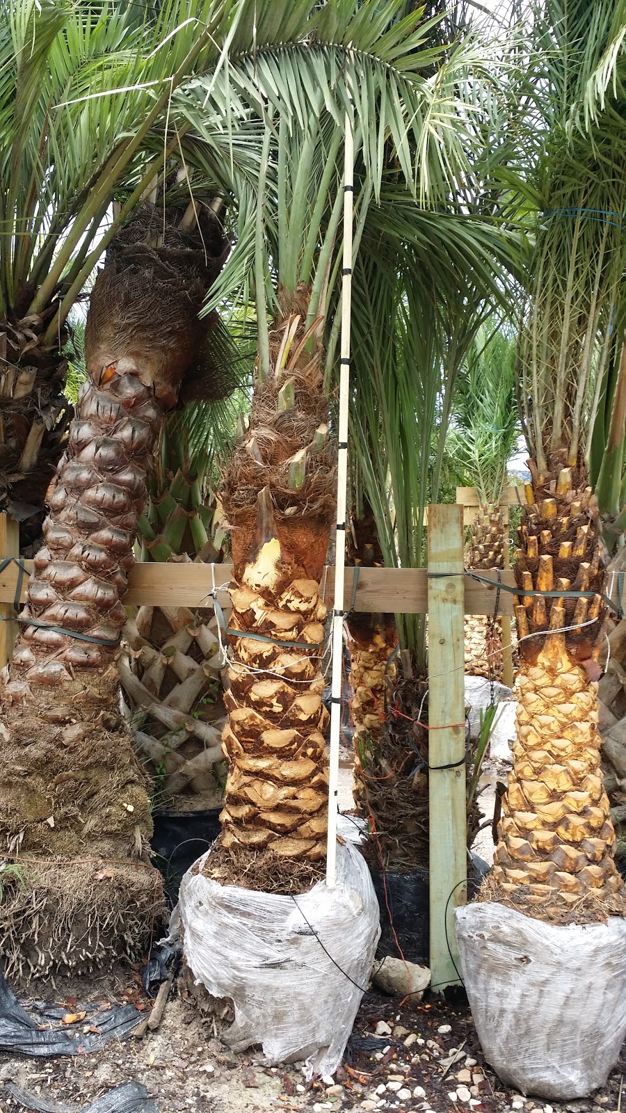 Cold Hardy Palm Trees in Houston Palms for your summer projects in