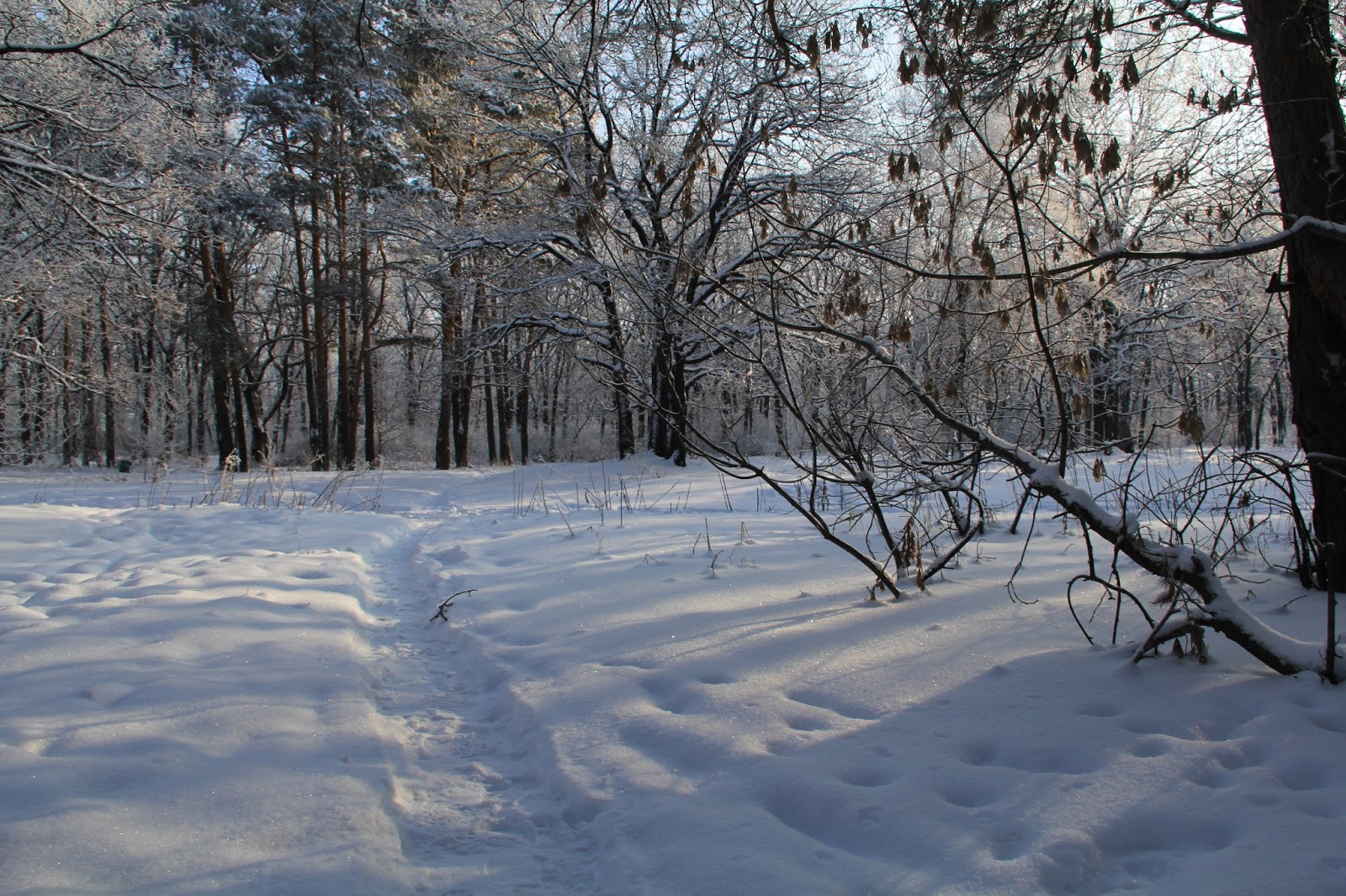 Нововоронеж парк