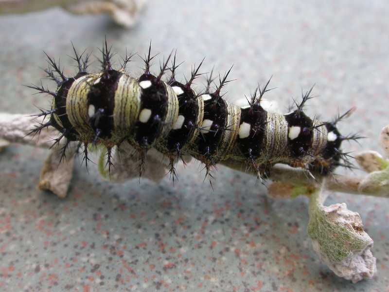 Please Garden Responsibly. Because What You Spray in Your Garden Doesn